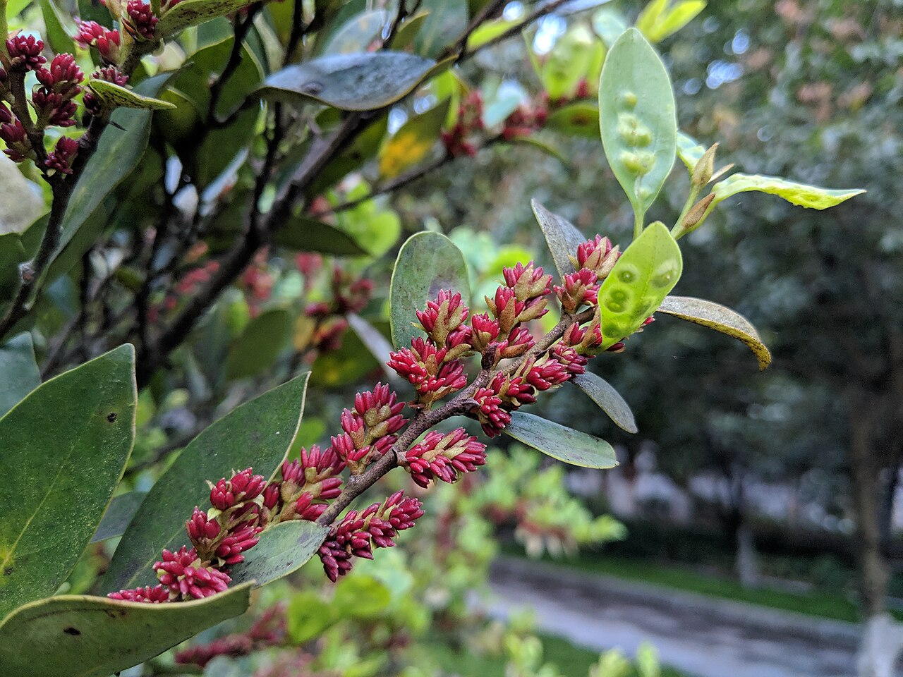 蚊母树 图片 6