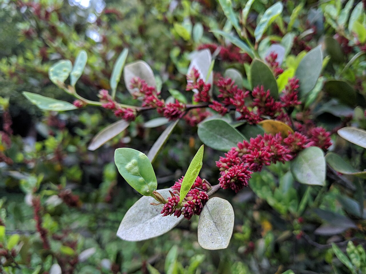 蚊母树 图片 7