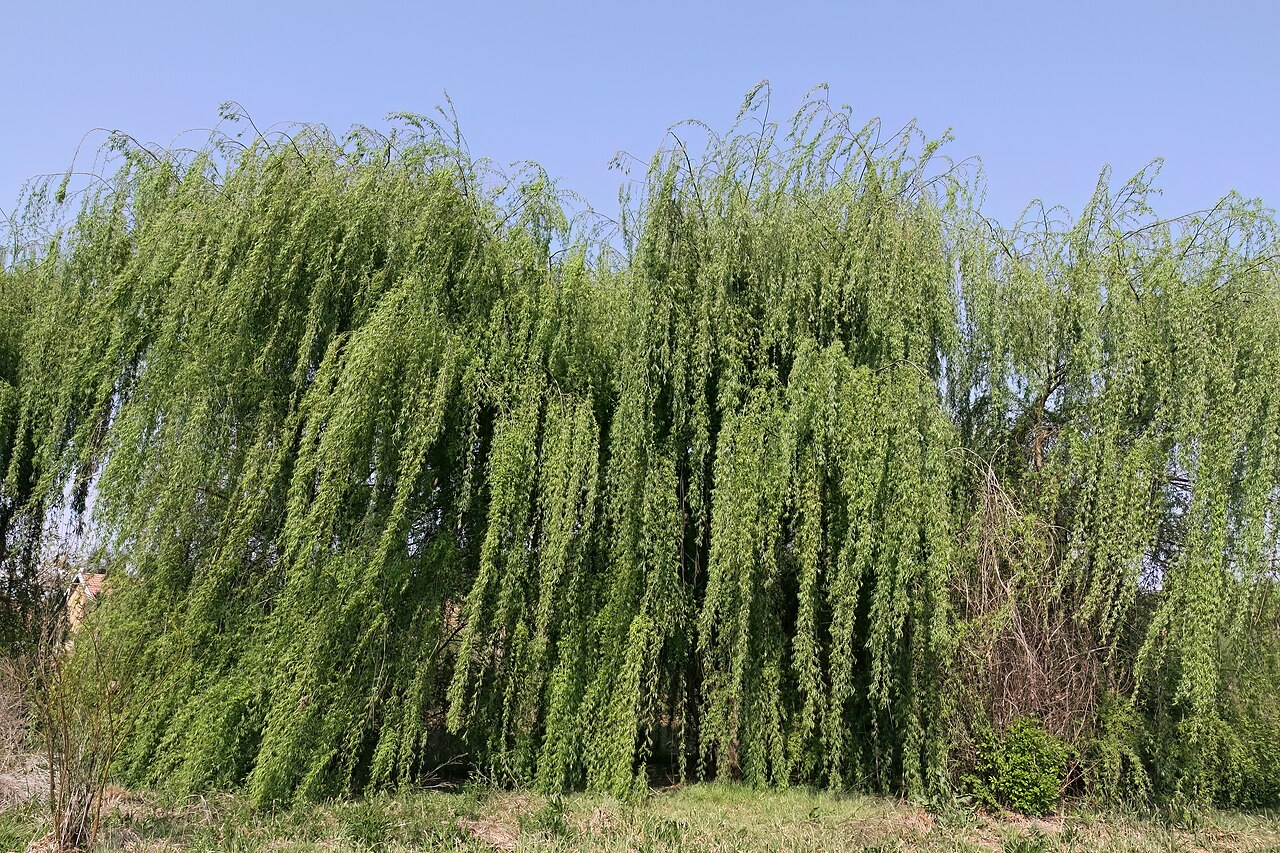 垂柳 图片 4