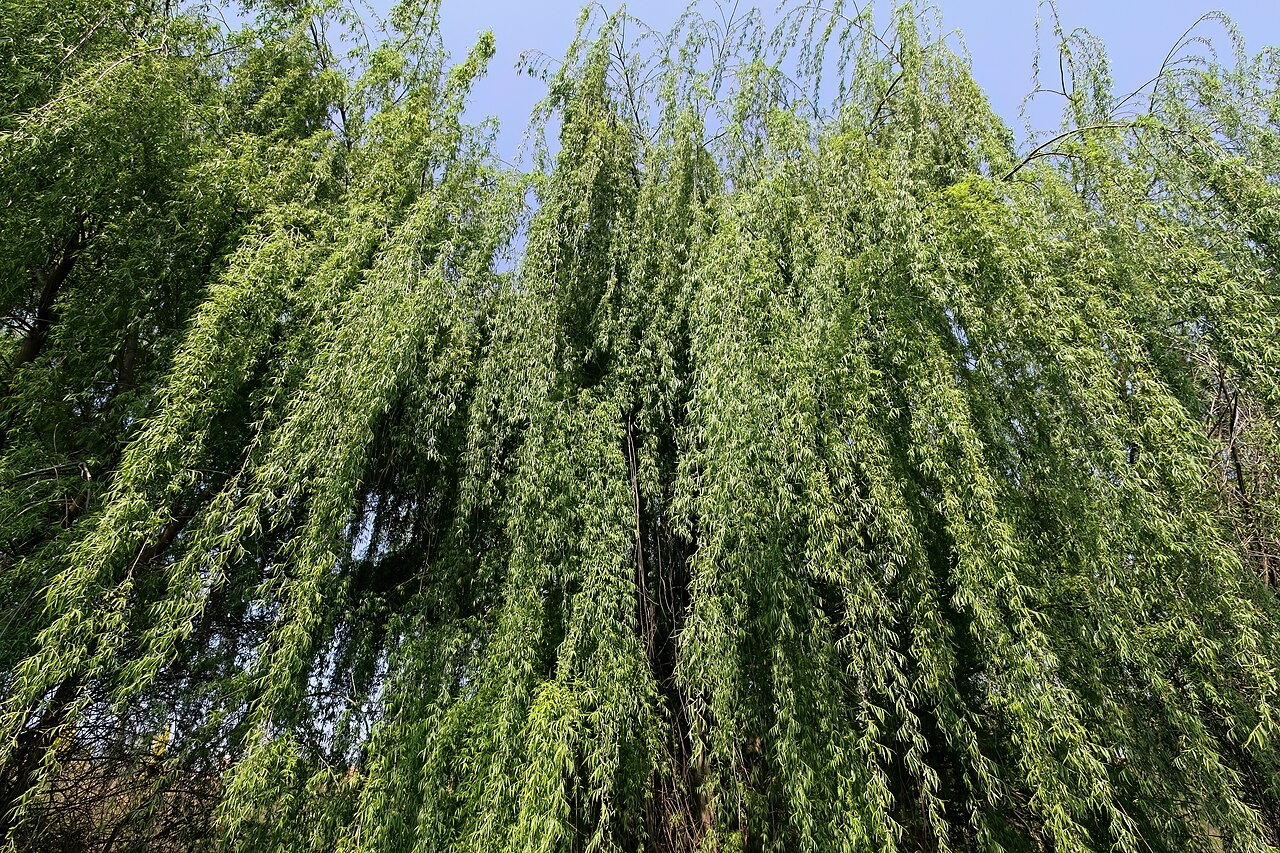 垂柳 图片 5
