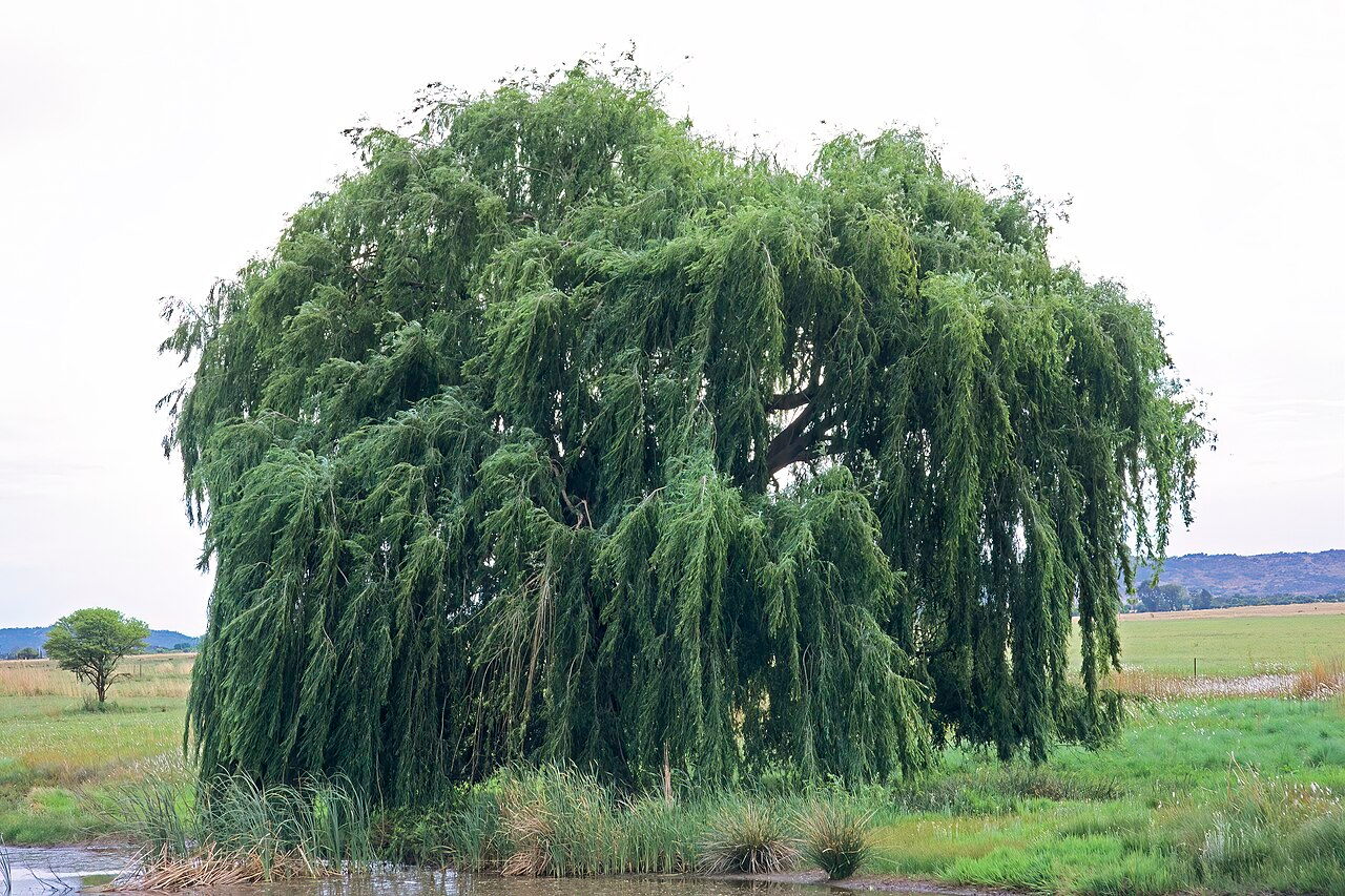 垂柳 图片 6