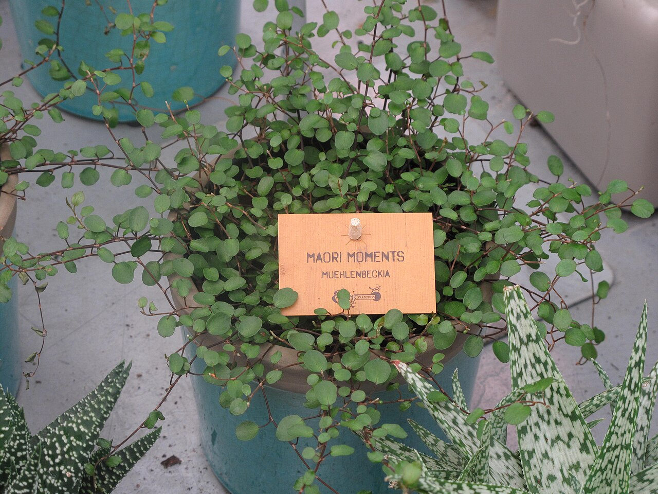Wire Vine image 4