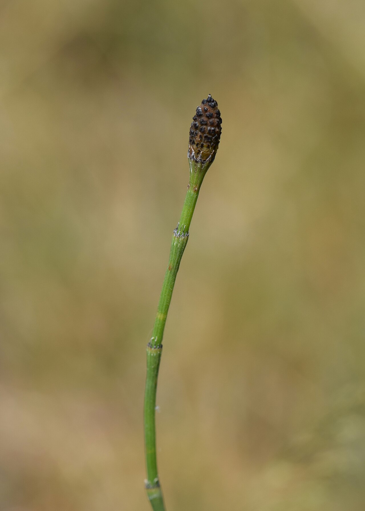 Branched Horsetail image 6