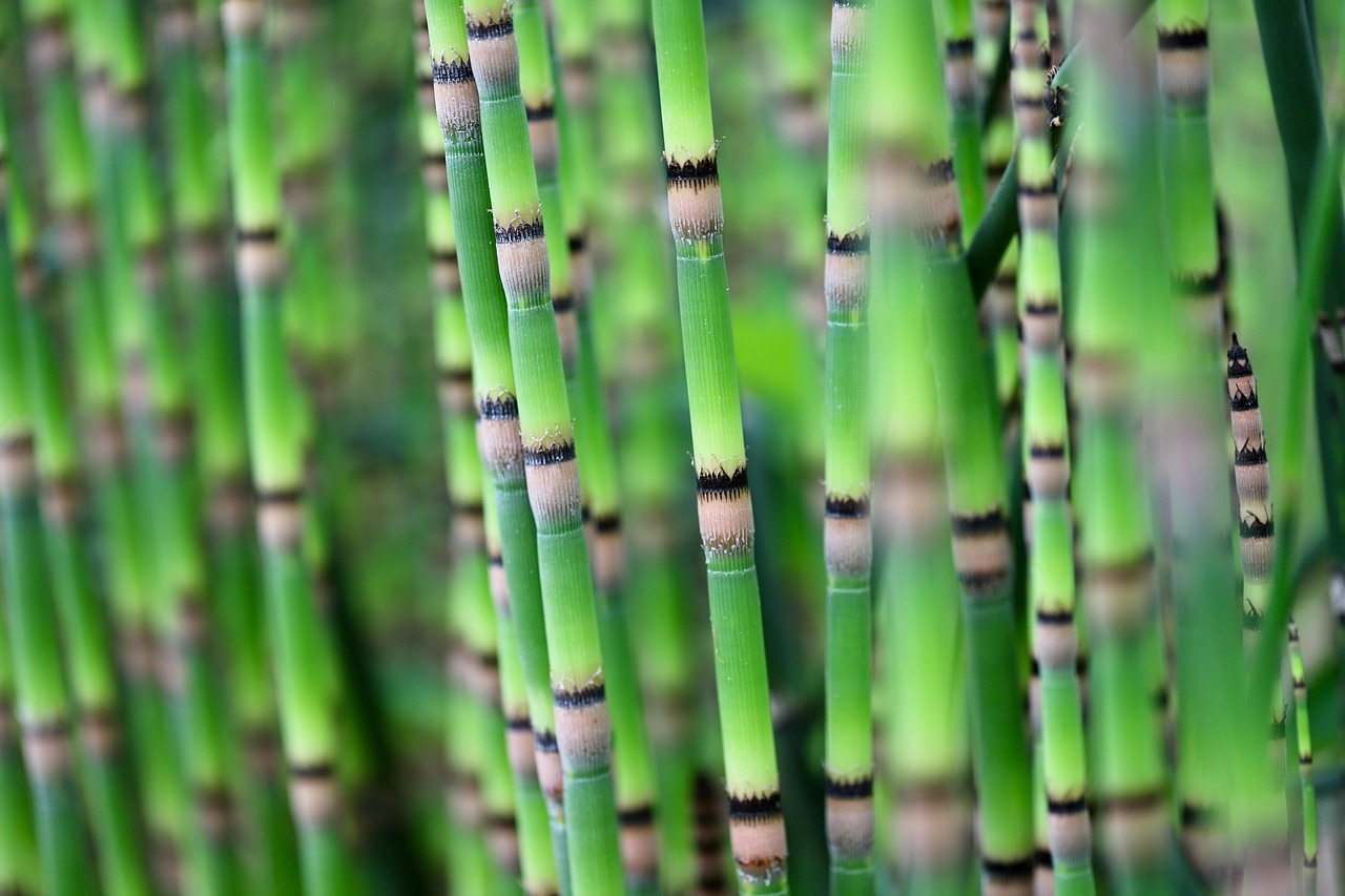 Branched Horsetail image 2