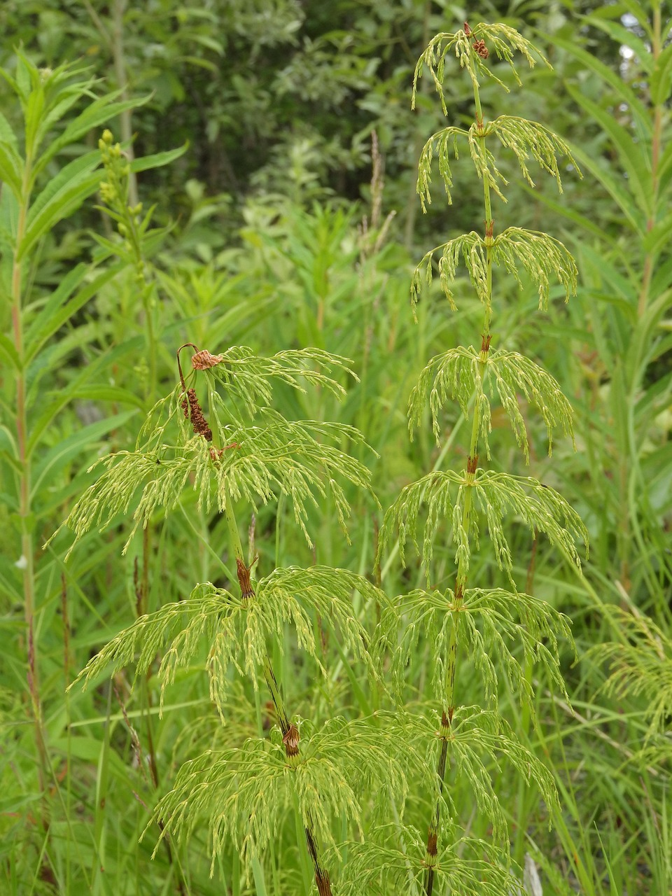 Branched Horsetail image 5