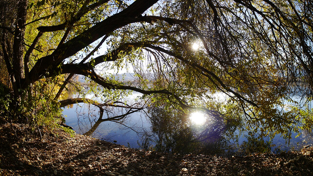 Siberian Elm image 6