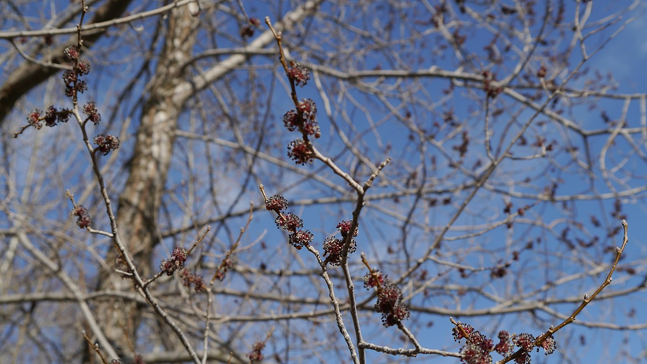 Siberian Elm image 7