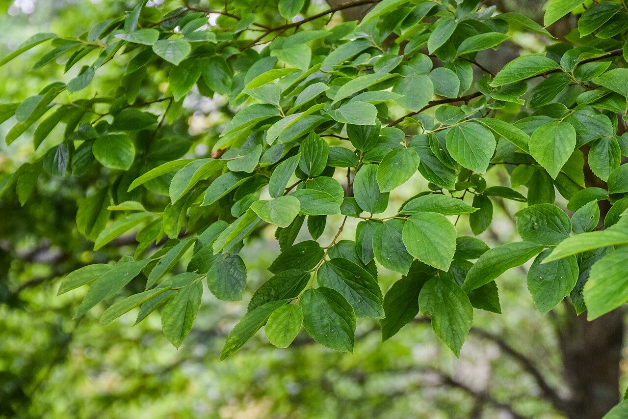 朴树 图片 3