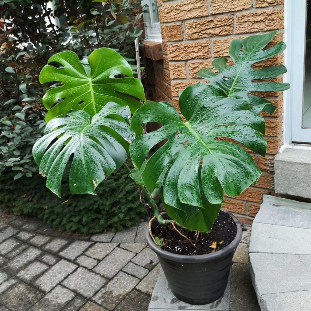 龟背竹 图片 1