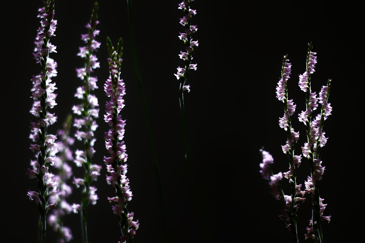 缨草 图片 3