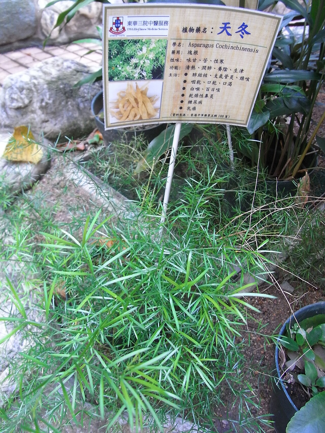 天门冬 图片 7