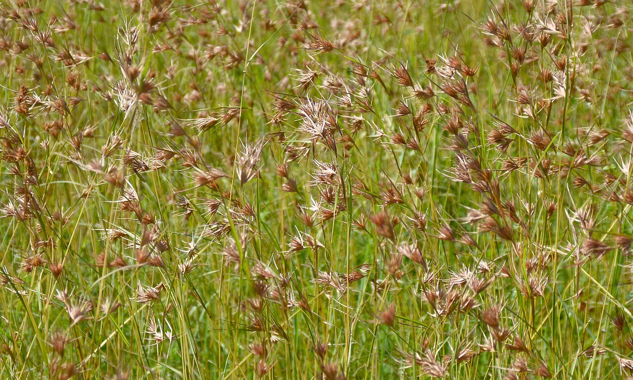 Kangaroo Grass