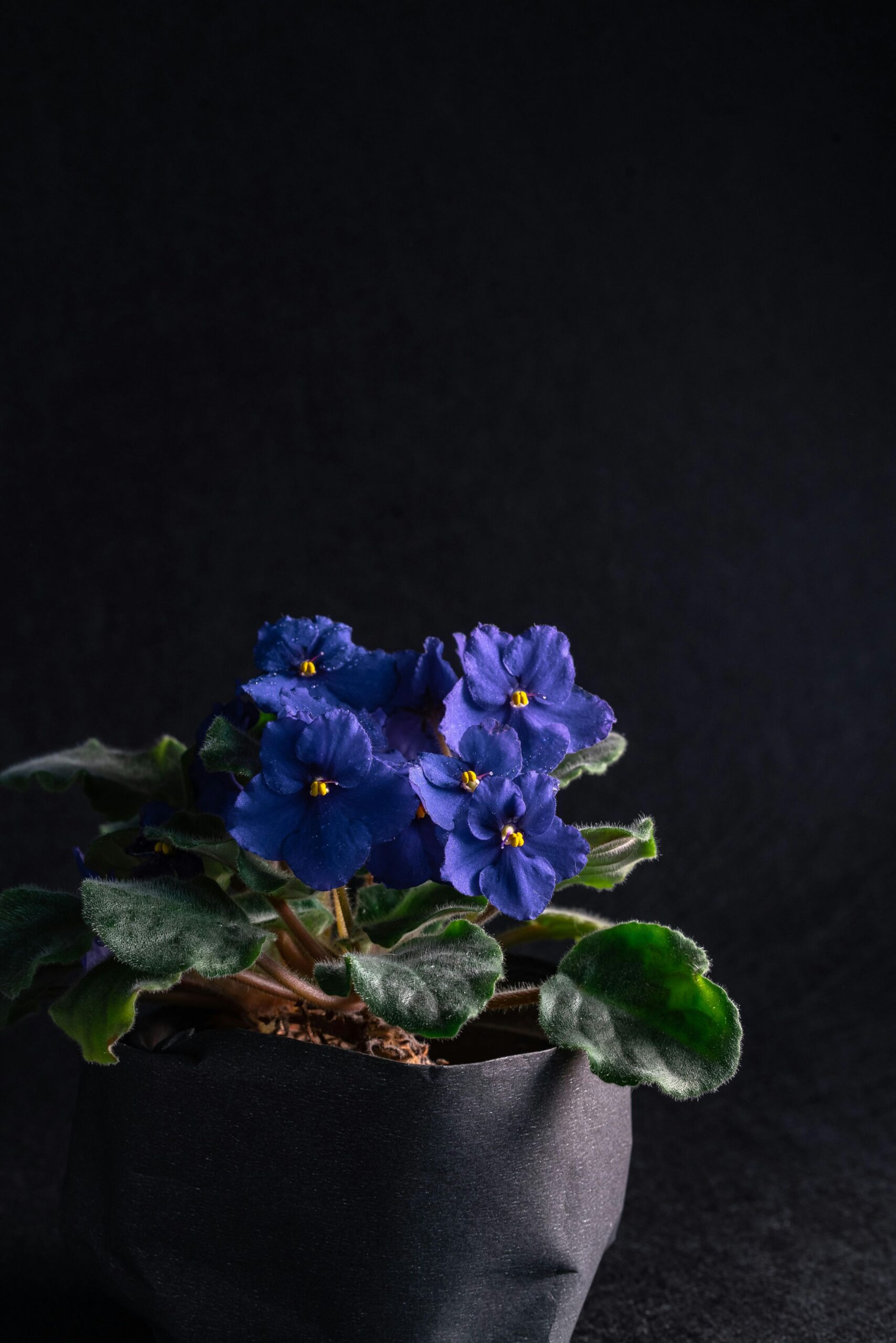 African Violet larawan 5