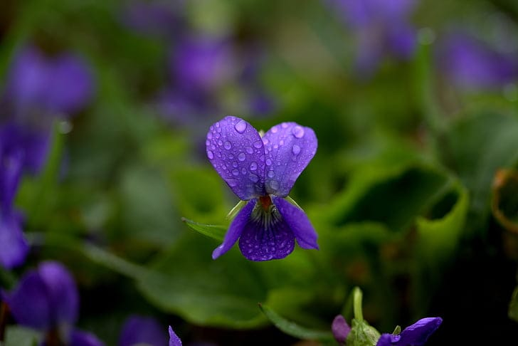 African Violet larawan 2