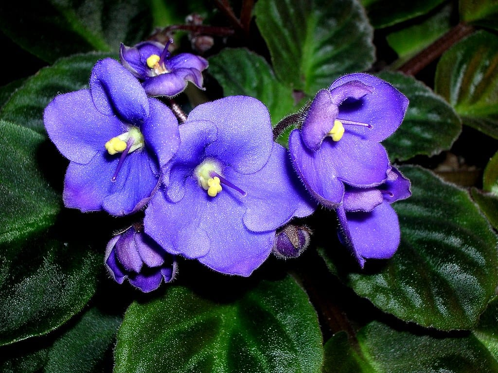 African Violet larawan 3