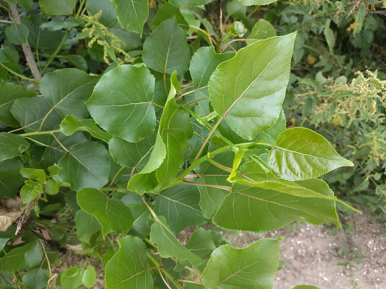 加拿大杨 图片 4