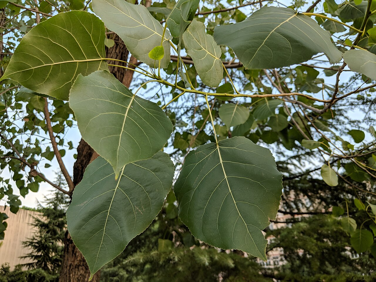 加拿大杨 图片 5