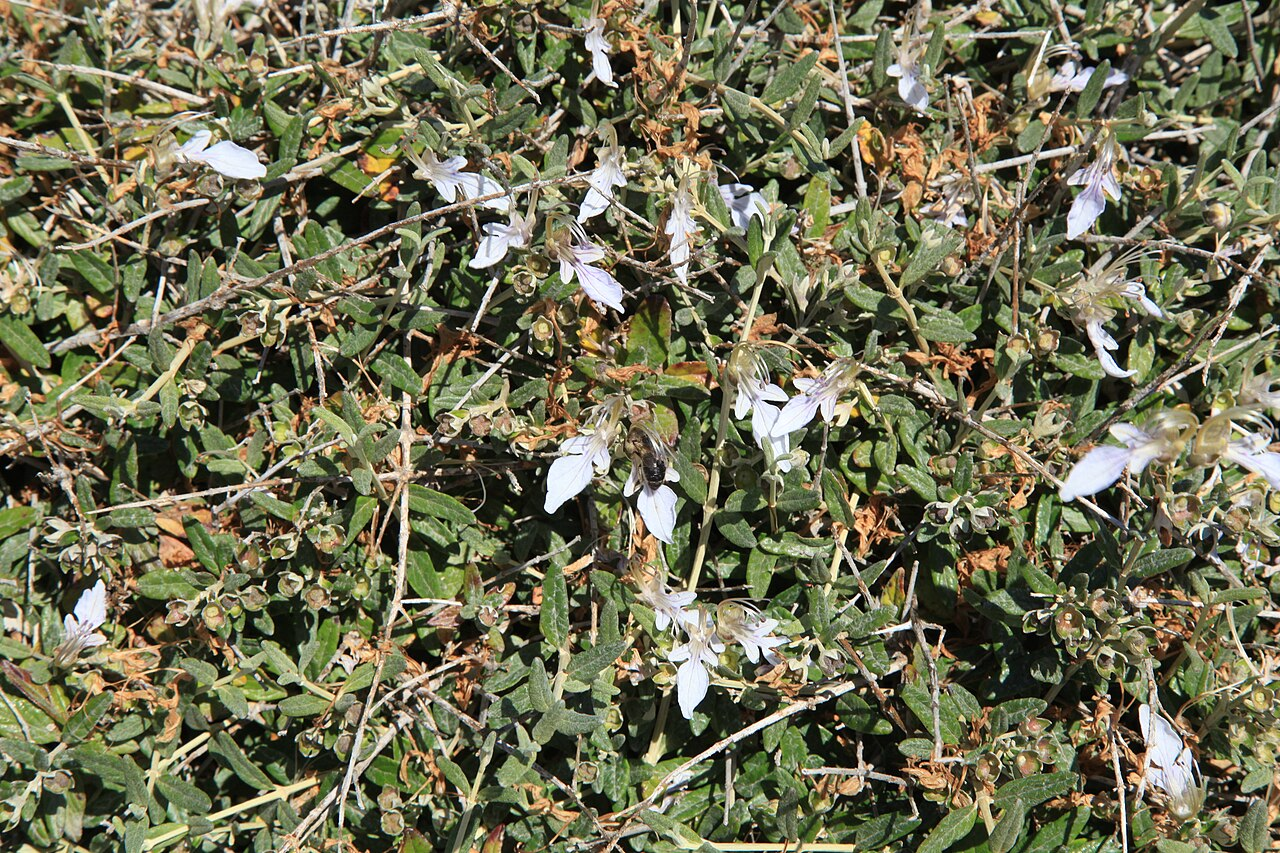 Tree Germander image 5