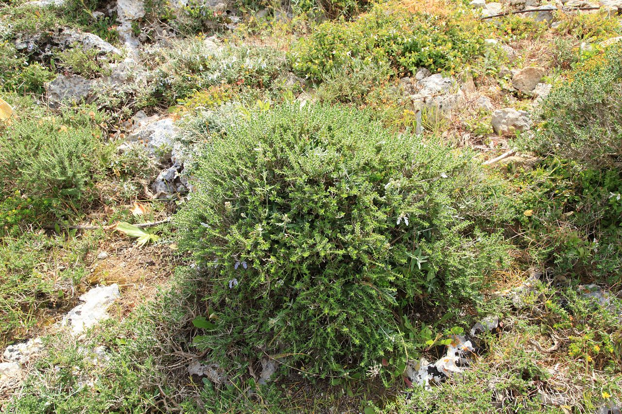 Tree Germander image 6