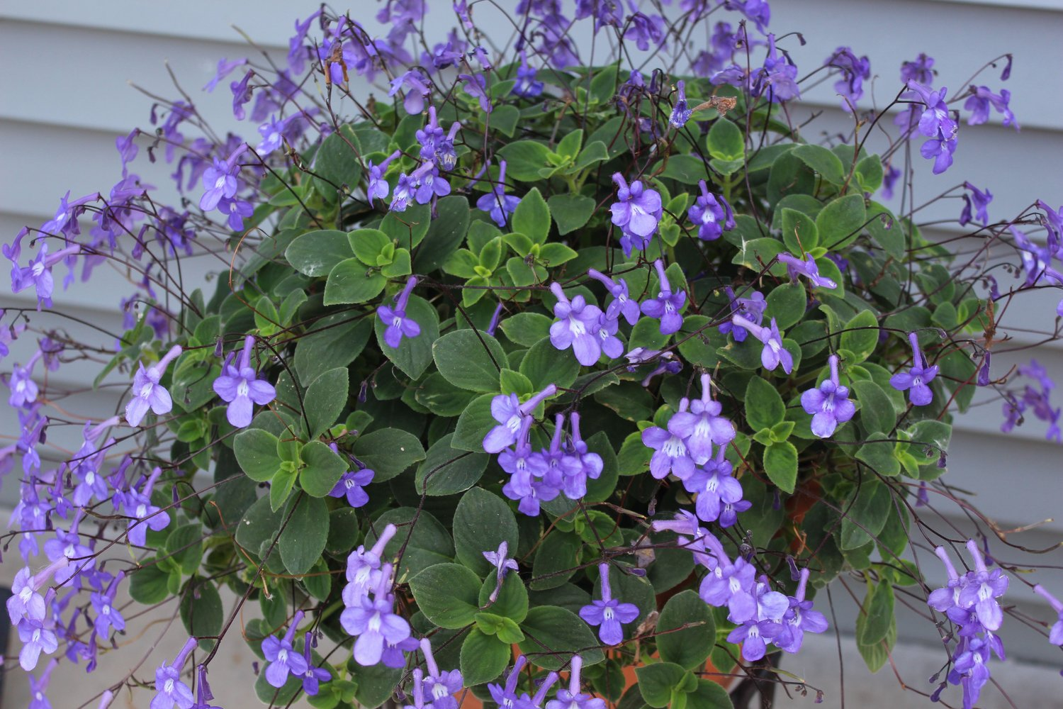 Tree Germander