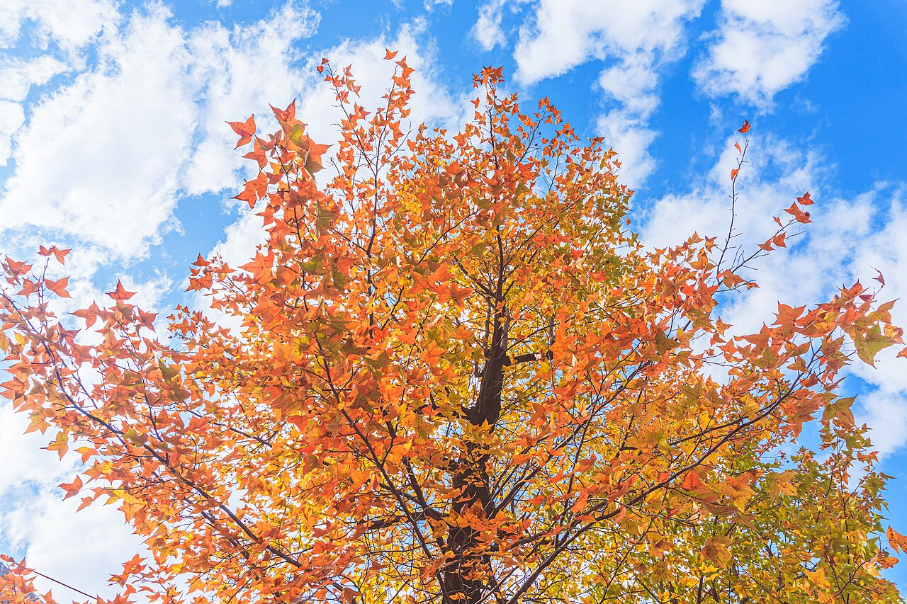 Chinese Sweetgum image 3