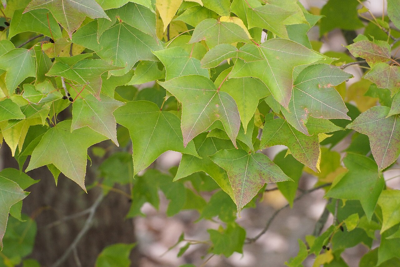 Chinese Sweetgum image 5