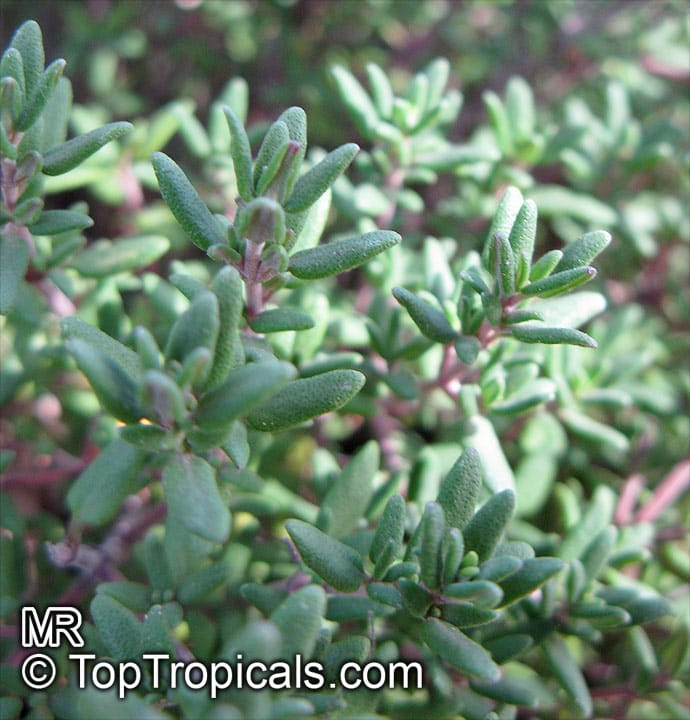 Thyme hoto 4