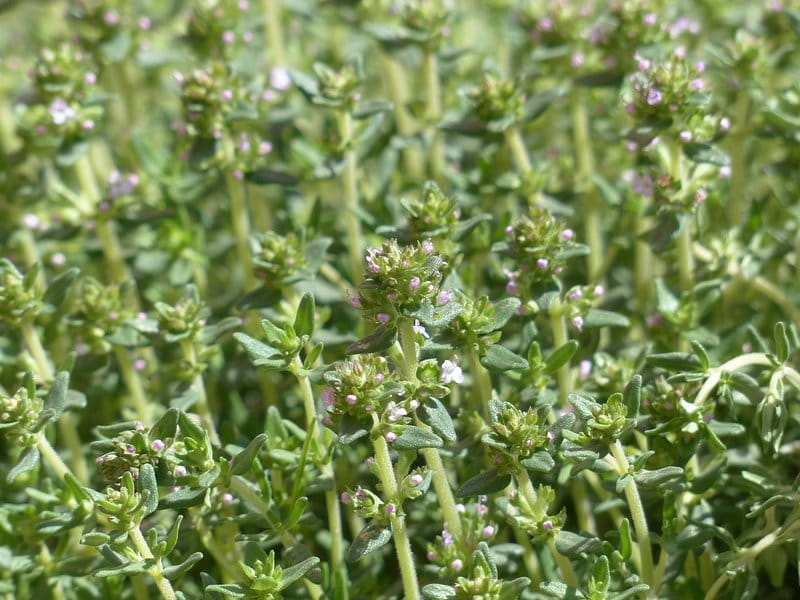 Thyme hoto 5