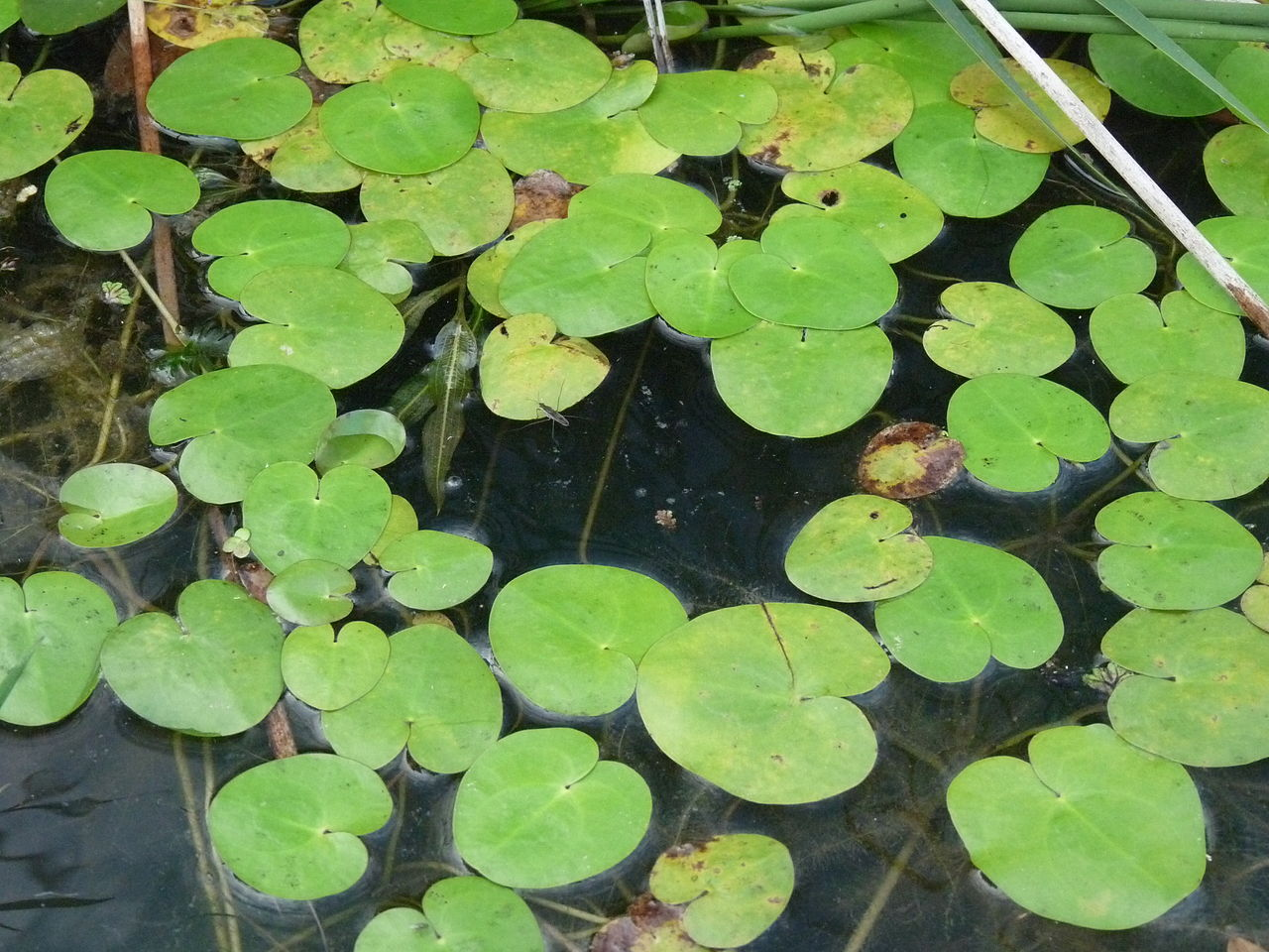 Indian Frogbit image 5