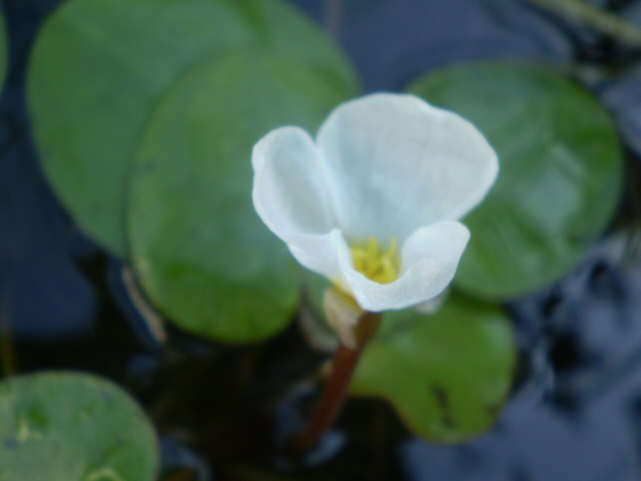 Indian Frogbit image 6