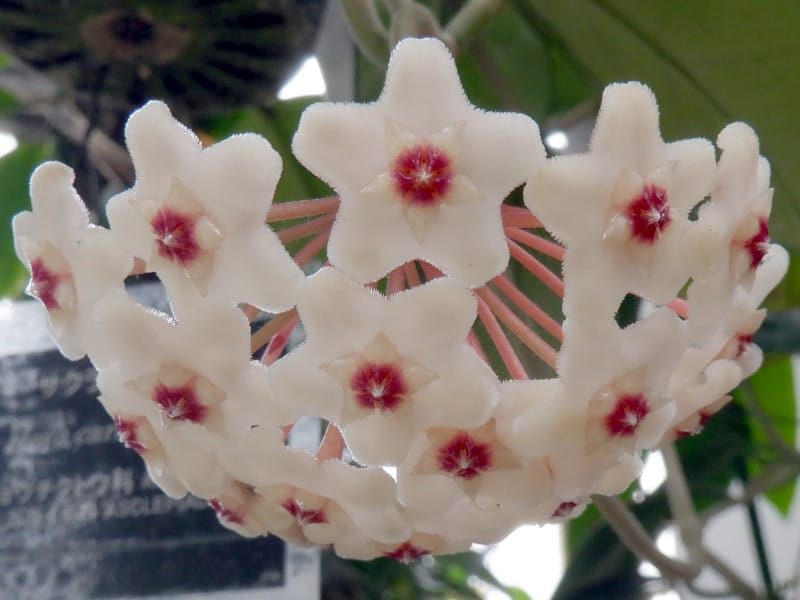 Flor-de-cera imagem 5