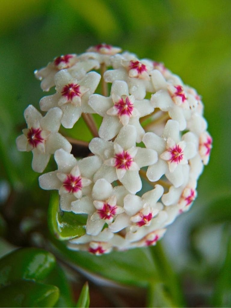Flor-de-cera imagem 6
