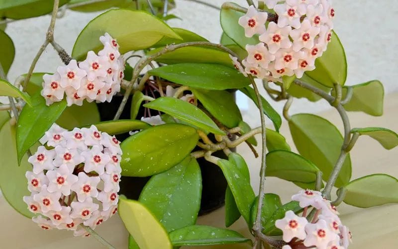 Flor-de-cera imagem 7