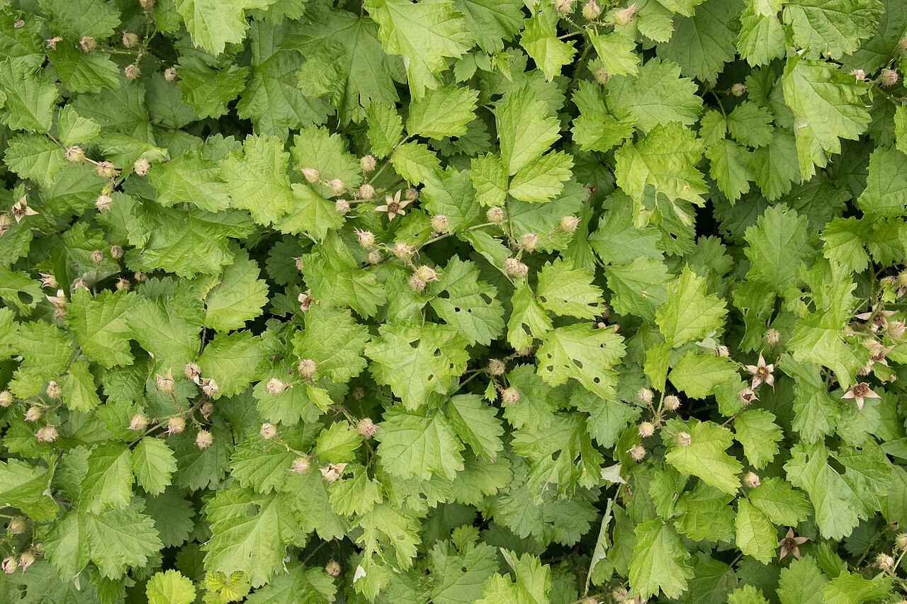 茅莓 图片 4
