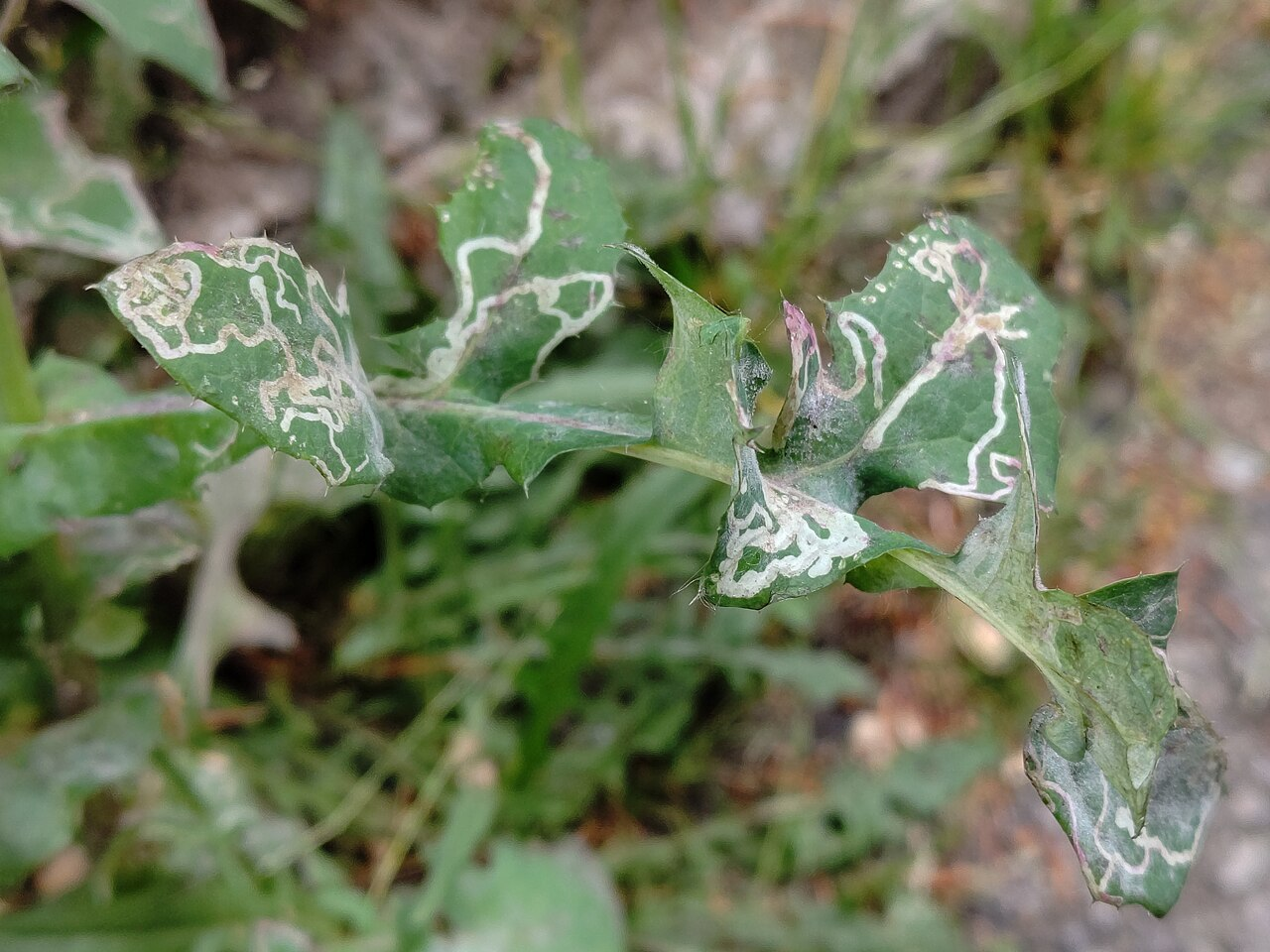 苦苣菜 图片 1