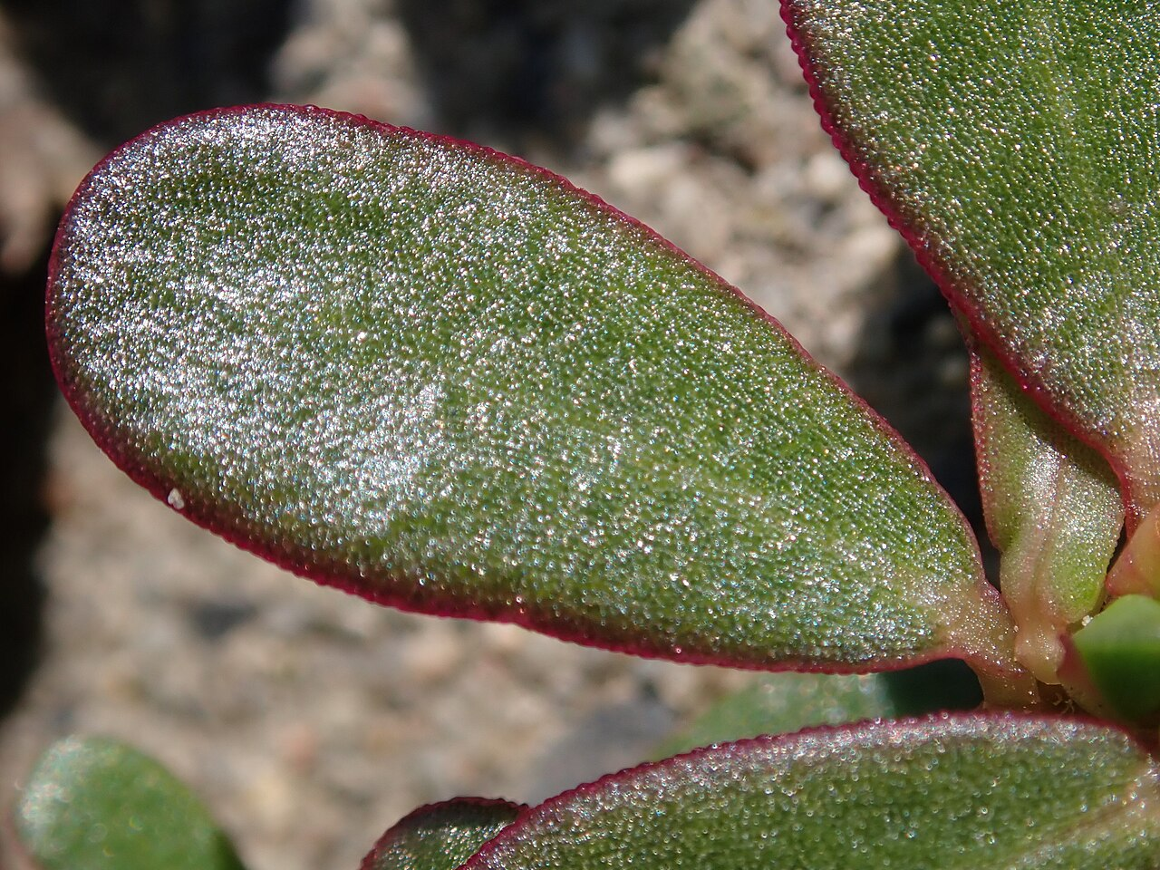 Common Purslane image 5