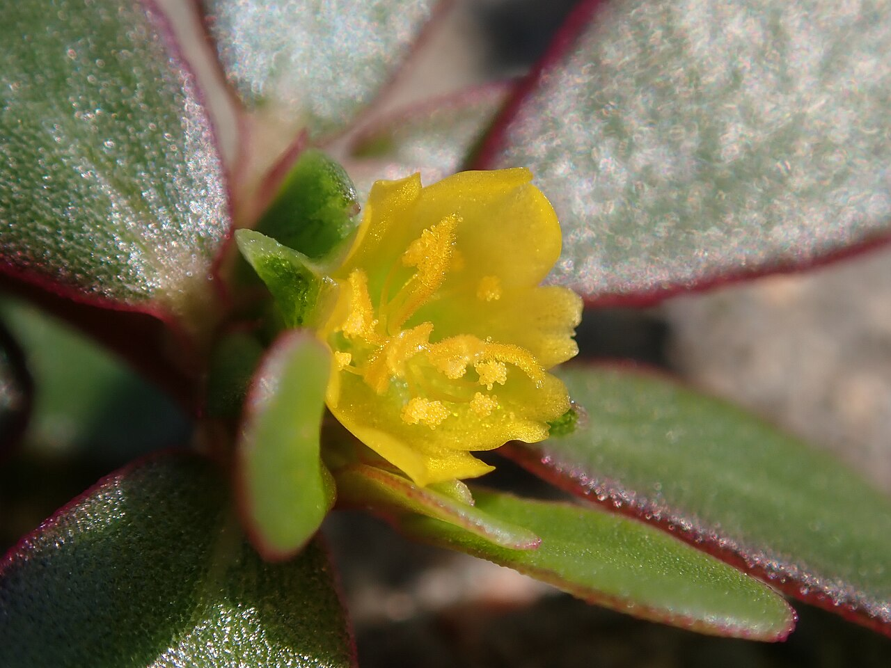Common Purslane image 4