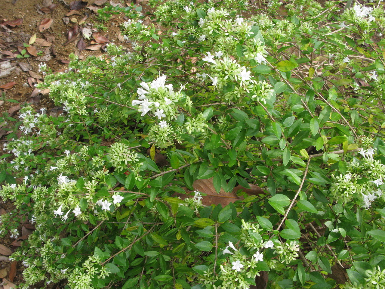 Chinese Abelia image 3