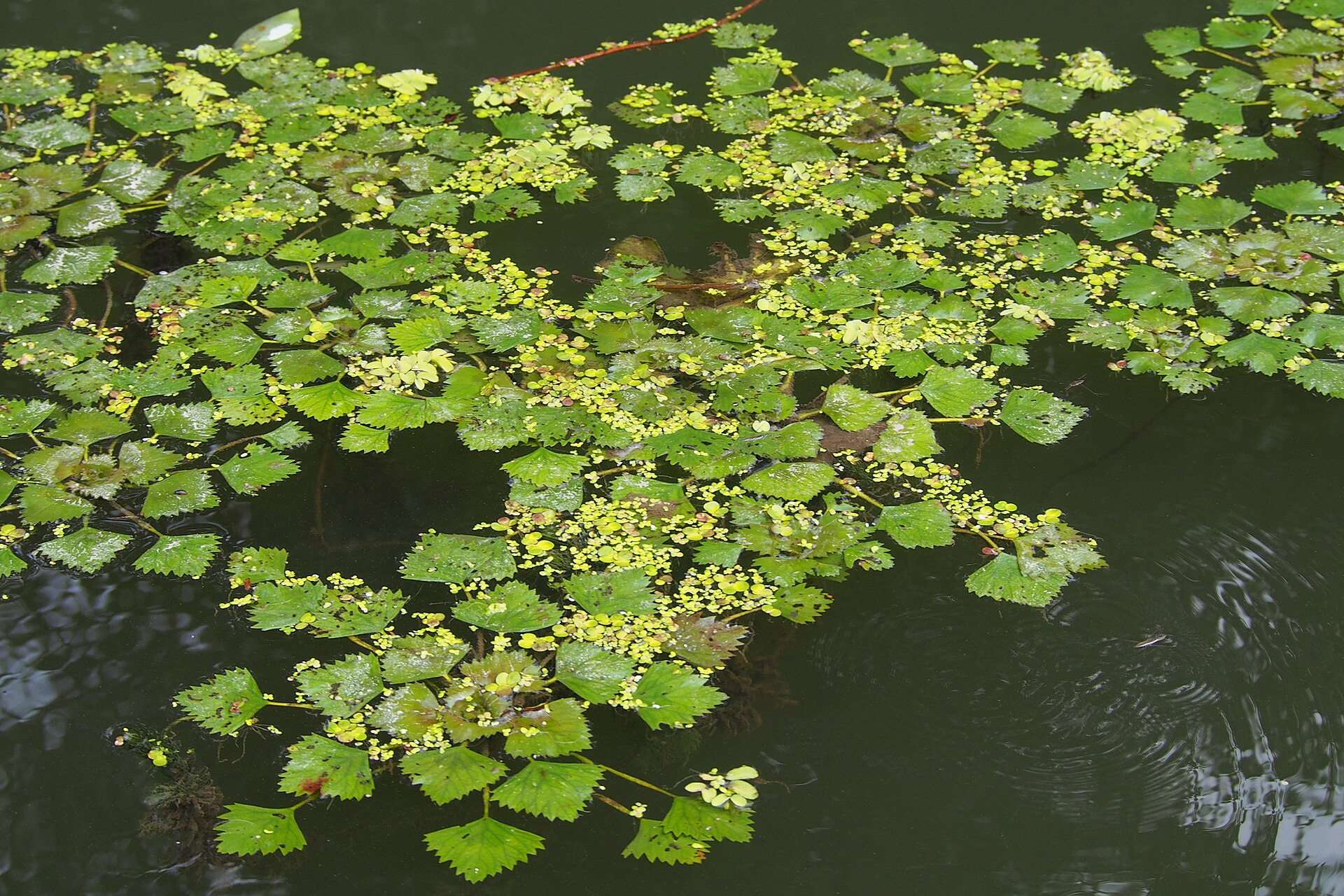 Water Chestnut image 6