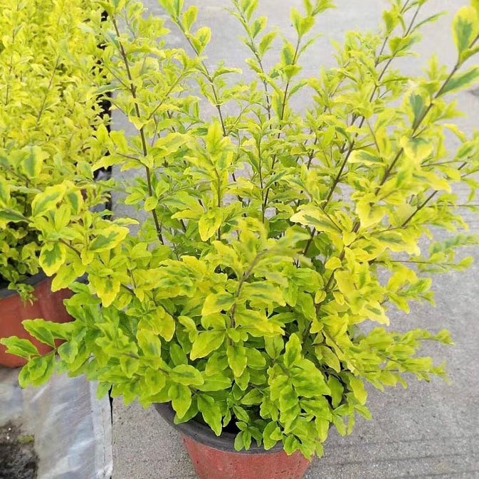 Golden Japanese Privet image 4