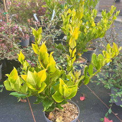 Golden Japanese Privet image 5