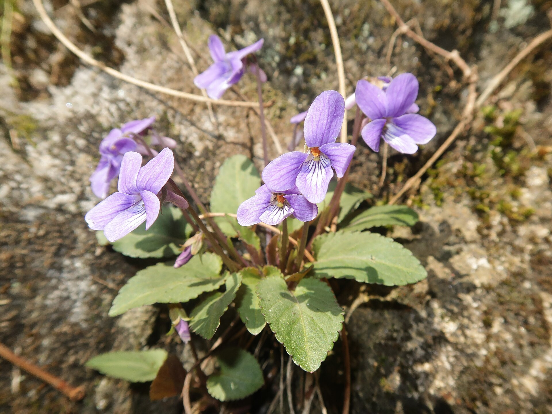 Japanese Violet image 3
