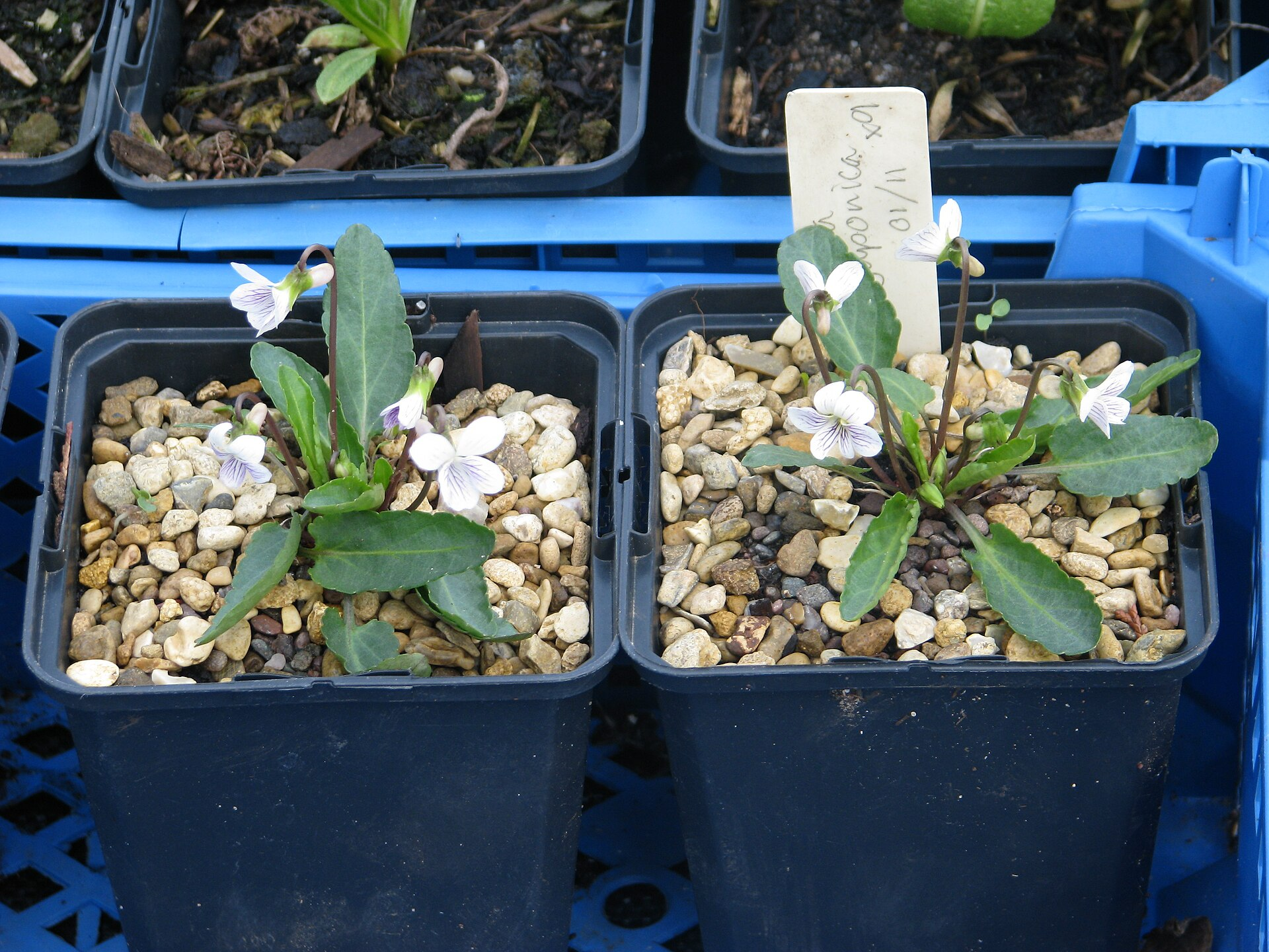 Japanese Violet image 6