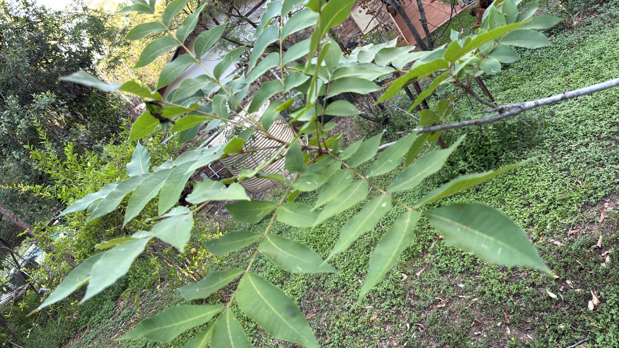 Pecan image 3