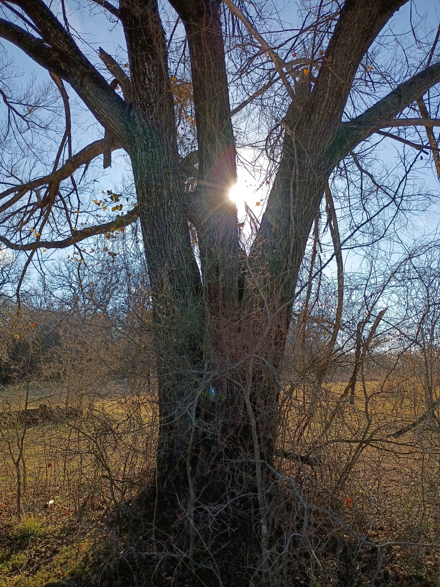 Pecan image 6