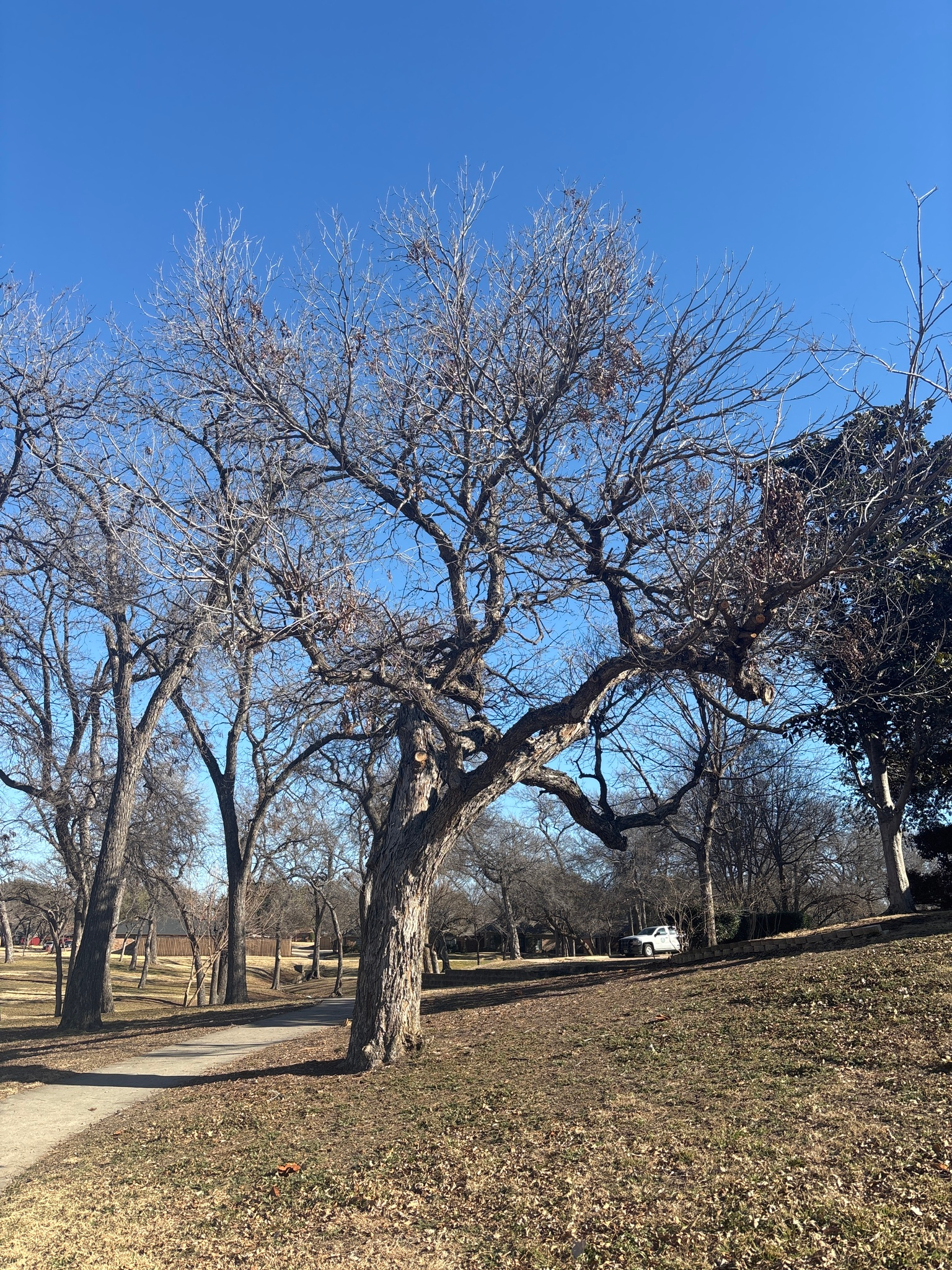 Pecan image 7