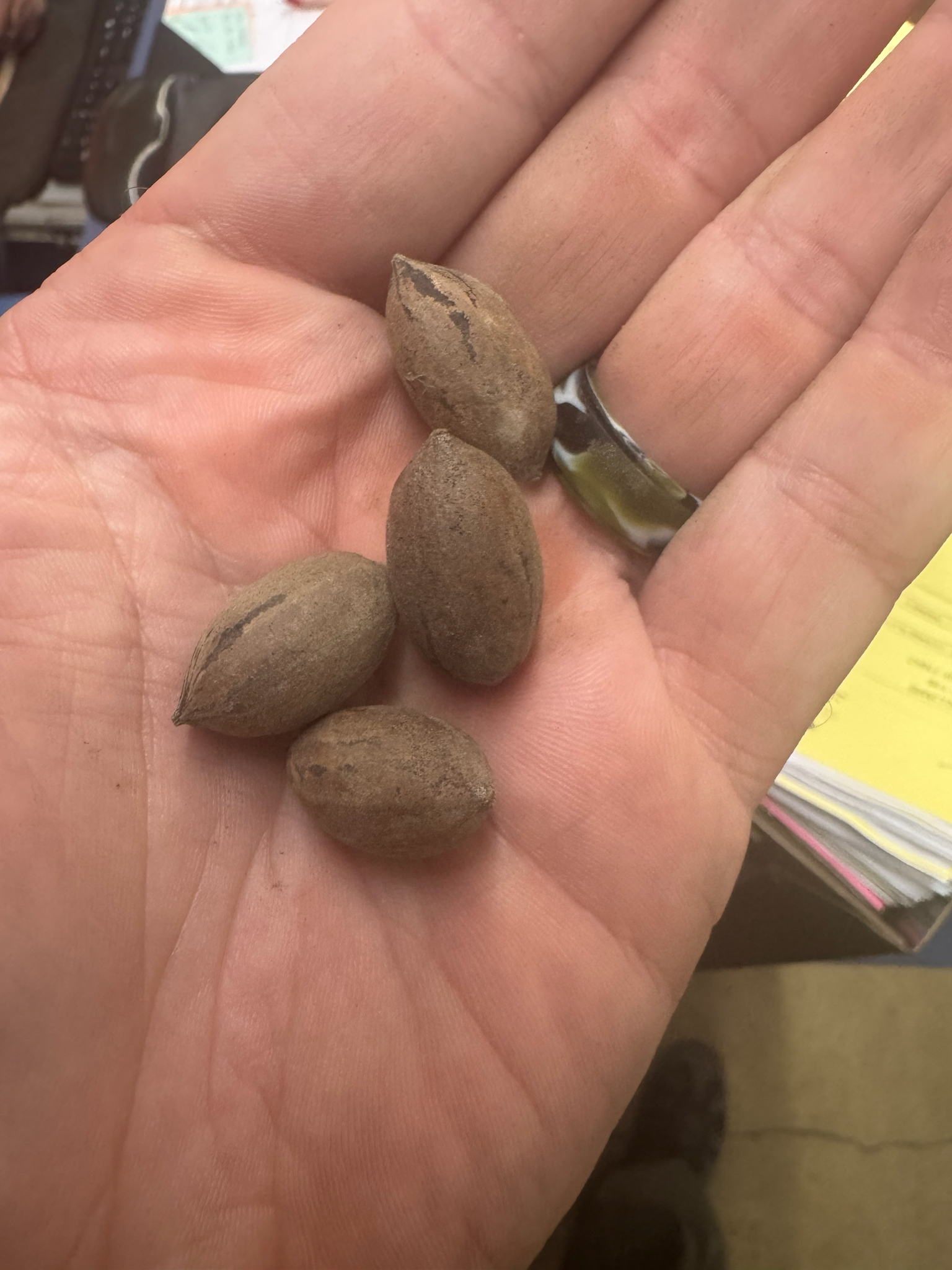 Pecan image 5