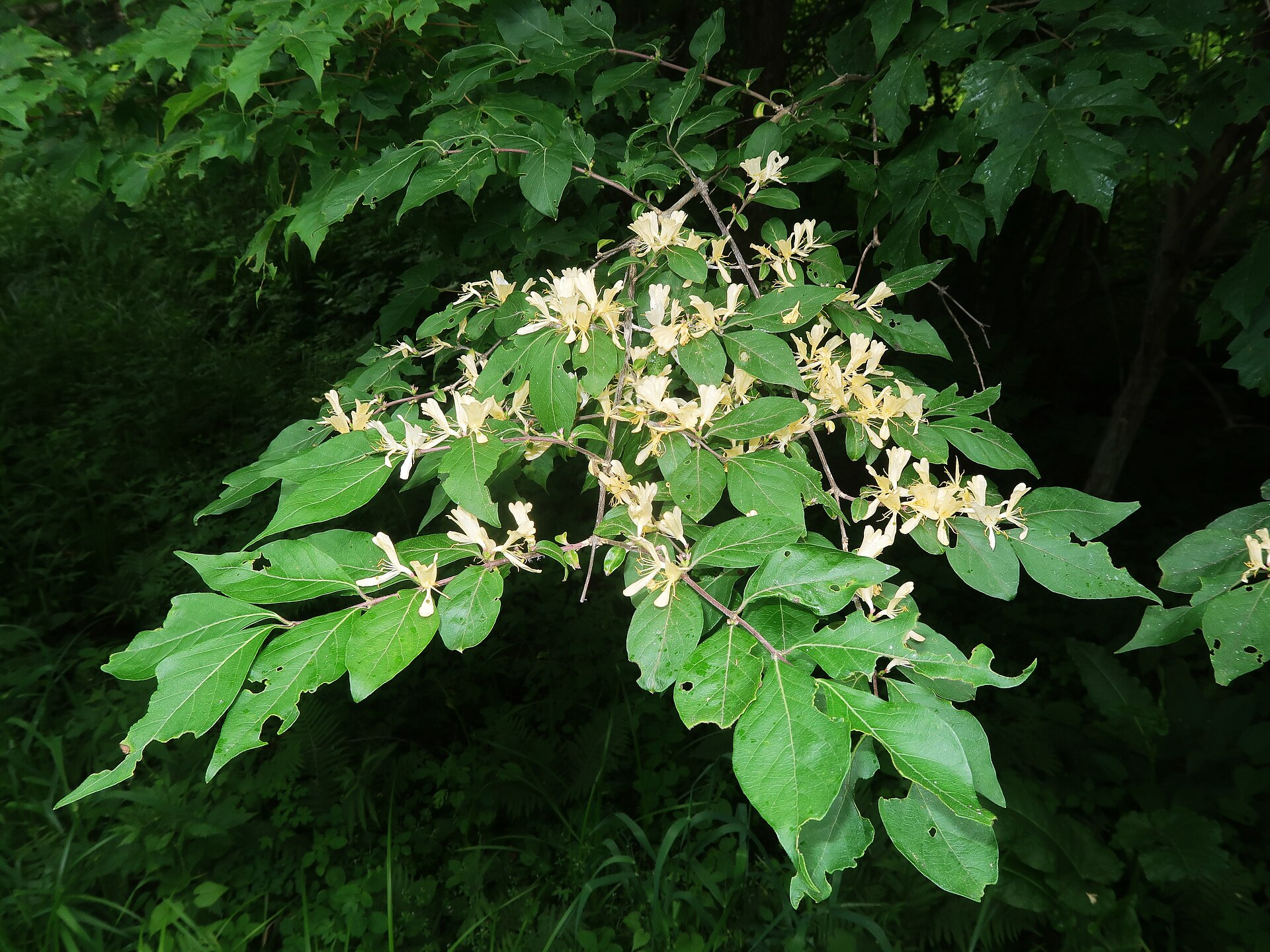 Amur Honeysuckle image 6