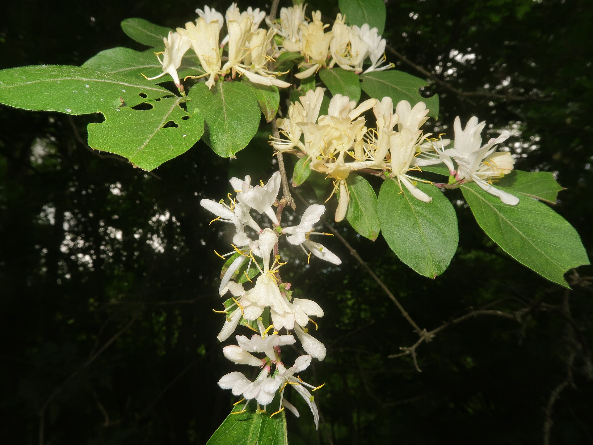 Amur Honeysuckle image 7