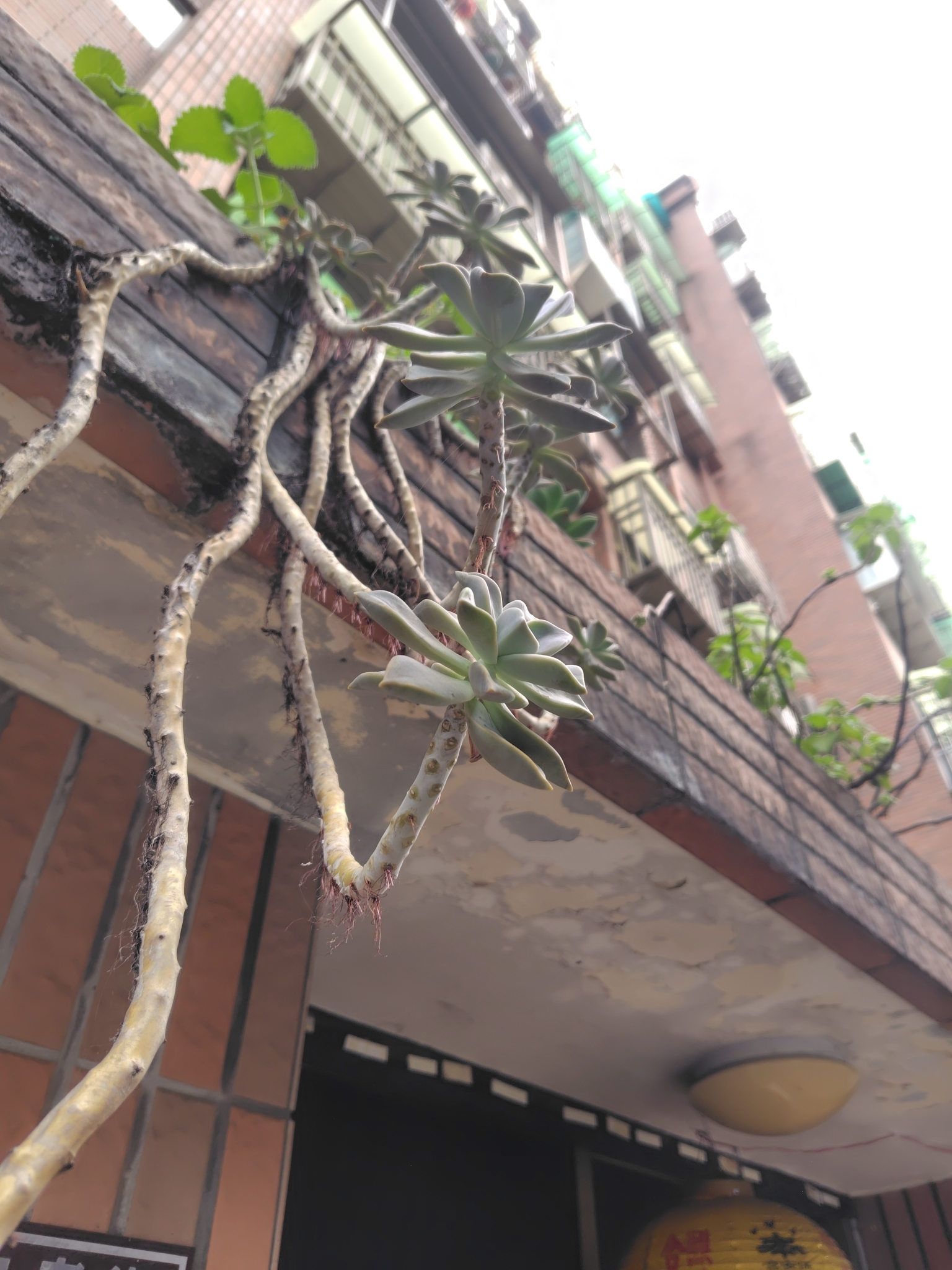 抱石莲 图片 6
